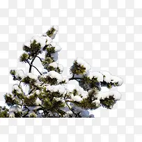 积雪树枝