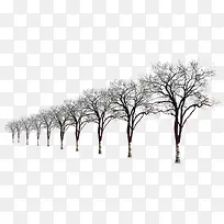 高清摄影冬天的树木造型合成