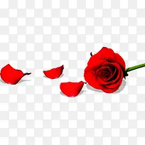 红色鲜花节日玫瑰