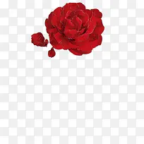 高清创意红色的玫瑰花合成效果