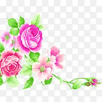 手绘粉红色玫瑰花装饰