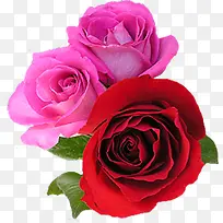 红色粉色新鲜玫瑰花朵