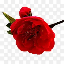 红色玫瑰花红色花朵
