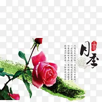 月季花