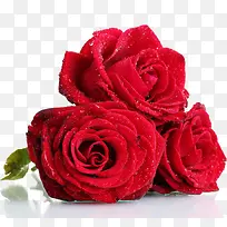 高清红色玫瑰水珠装饰