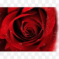 红色玫瑰水珠素材