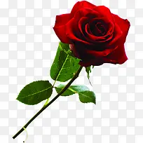红色盛开的玫瑰七夕情人节
