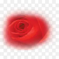 浪漫情人节红色玫瑰