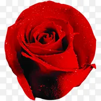 新鲜浪漫红色玫瑰