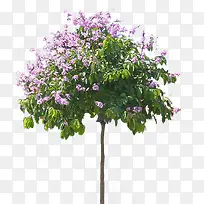 大花紫薇树
