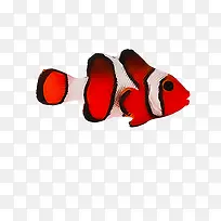 鱼红色鱼素材免抠