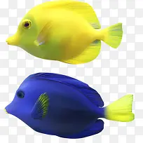 紫鱼