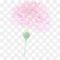 粉色模糊设计康乃馨花朵