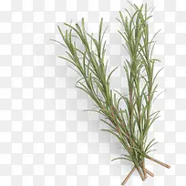 植物模糊手绘绿草