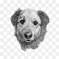 手绘插画狗