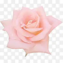 卡通鲜花