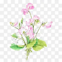 水彩鲜花