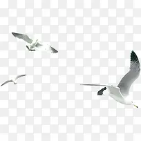 白色海鸥天空飞翔