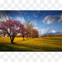 蓝天红树黄色草地迷人秋景