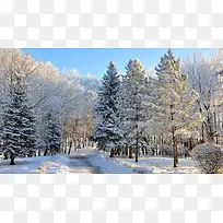 雪景树木蓝天背景素材
