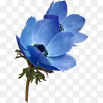 花卉