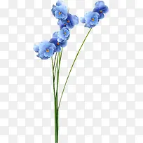 花卉