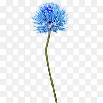 花卉