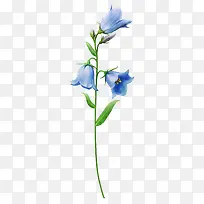 花卉
