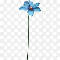 花卉