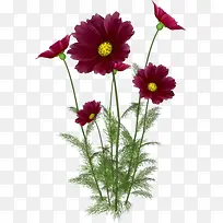 绿植花草鲜花花卉