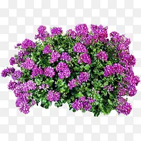 紫色天竺葵