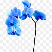 花卉