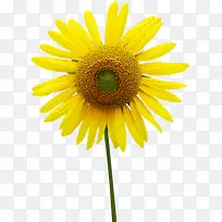 黄色完美向日葵花朵温馨
