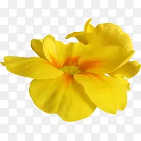 抽象花朵图片花束 黄色花 