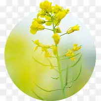 黄色可爱温馨花朵美景