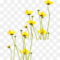 黄色创意花朵设计草地