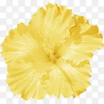 手绘花朵