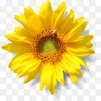 高清黄色向日葵花朵