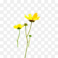 黄色春日花朵植物