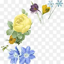 玫瑰花黄色花朵蓝色花朵