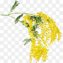 树枝黄色花朵