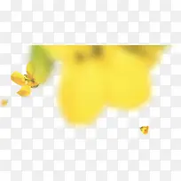 乳黄色小花朵漂浮小花