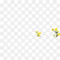 黄色清新花朵植物