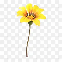黄色花朵菊花装饰