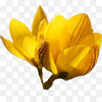 黄色花朵透明花朵高清花朵
