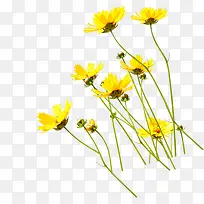 黄色新鲜花朵美景春天