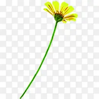 黄色唯美简单花朵