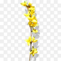 黄色卡通花朵植物