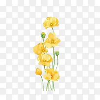 手绘黄色花朵花苞