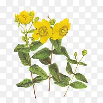 手绘黄色花朵复古植物